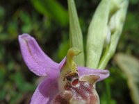Ophrys fuciflora ssp candica 20, Saxifraga-Ed Stikvoort