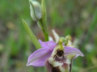 Ophrys fuciflora ssp candica 21, Saxifraga-Ed Stikvoort