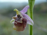Ophrys fuciflora ssp candica 22, Saxifraga-Ed Stikvoort