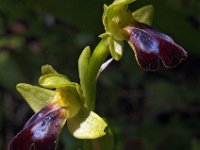 Ophrys funerea 1, Saxifraga-Hans Dekker