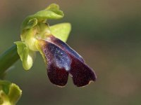 Ophrys funerea 2, Saxifraga-Hans Dekker