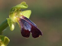 Ophrys funerea 2, Saxifraga-Hans Dekker