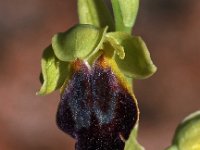 Ophrys funerea 3, Saxifraga-Hans Dekker
