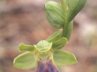 Ophrys fusca 1, Saxifraga-Hans Dekker