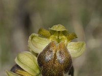 Ophrys fusca 10, Saxifraga-Jan van der Straaten