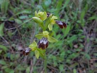 Ophrys fusca 104, Saxifraga-Peter Meininger