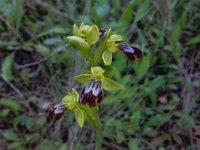 Ophrys fusca 105, Saxifraga-Peter Meininger