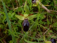Ophrys fusca 107, Saxifraga-Peter Meininger