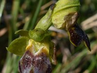 Ophrys fusca 109, Saxifraga-Harry Jans