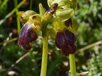 Ophrys fusca 110, Saxifraga-Harry Jans