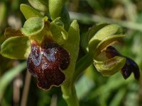 Ophrys fusca 111, Saxifraga-Harry Jans