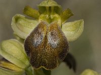 Ophrys fusca 12, Saxifraga-Jan van der Straaten