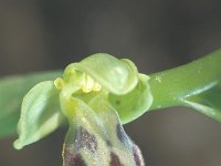 Ophrys fusca 2, Saxifraga-Hans Dekker