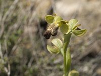 Ophrys fusca 24, Saxifraga-Jan van der Straaten