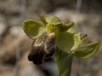 Ophrys fusca 25, Saxifraga-Willem van Kruijsbergen