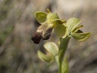 Ophrys fusca 28, Saxifraga-Jan van der Straaten