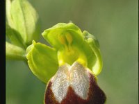Ophrys fusca 3, Saxifraga-Eugen Schaub