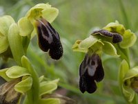 Ophrys fusca 30, Saxifraga-Willem van Kruijsbergen