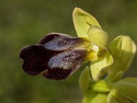 Ophrys fusca 32, Saxifraga-Willem van Kruijsbergen