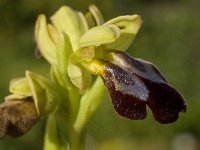 Ophrys fusca 33, Saxifraga-Willem van Kruijsbergen