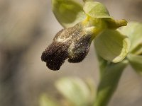 Ophrys fusca 34, Saxifraga-Jan van der Straaten
