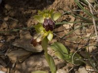Ophrys fusca 35, Saxifraga-Willem van Kruijsbergen