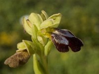 Ophrys fusca 36, Saxifraga-Willem van Kruijsbergen