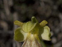 Ophrys fusca 37, Saxifraga-Willem van Kruijsbergen