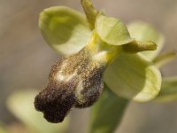 Ophrys fusca 38, Saxifraga-Jan van der Straaten