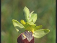 Ophrys fusca 4, Saxifraga-Eugen Schaub
