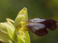 Ophrys fusca 63, Saxifraga-Jan van der Straaten