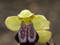 Ophrys fusca 66, Saxifraga-Willem van Kruijsbergen