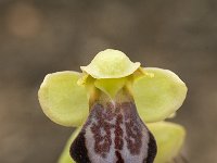 Ophrys fusca 67, Saxifraga-Jan van der Straaten