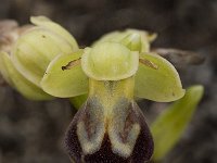 Ophrys fusca 68, Saxifraga-Willem van Kruijsbergen
