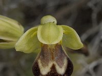 Ophrys fusca 70, Saxifraga-Willem van Kruijsbergen