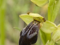 Ophrys fusca 71, Saxifraga-Jan van der Straaten