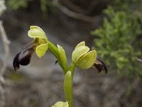 Ophrys fusca 72, Saxifraga-Willem van Kruijsbergen