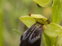 Ophrys fusca 73, Saxifraga-Jan van der Straaten
