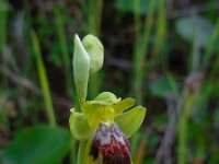 Ophrys fusca ssp bilunulata 74, Saxifraga-Ed Stikvoort