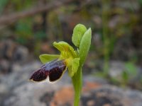 Ophrys fusca ssp bilunulata 79, Saxifraga-Ed Stikvoort