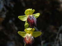 Ophrys fusca ssp bilunulata 81, Saxifraga-Ed Stikvoort