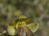 Ophrys fusca ssp creberrima 22, Saxifraga-Willem van Kruijsbergen