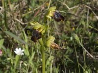 Ophrys fusca ssp cressa 14, Saxifraga-Willem van Kruijsbergen