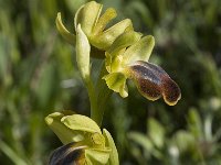 Ophrys fusca ssp cressa 15, Saxifraga-Willem van Kruijsbergen