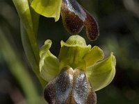 Ophrys fusca ssp cressa 16, Saxifraga-Willem van Kruijsbergen