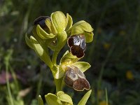 Ophrys fusca ssp cressa 17, Saxifraga-Willem van Kruijsbergen