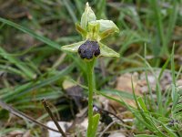 Ophrys fusca ssp funerea 5, Saxifraga-Rien Schot