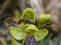 Ophrys fusca ssp funerea 6, Saxifraga-Rien Schot