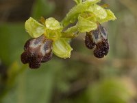 Ophrys fusca ssp fusca 43, Saxifraga-Jan van der Straaten
