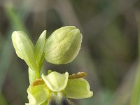 Ophrys fusca ssp fusca 45, Saxifraga-Jan van der Straaten